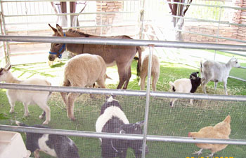 petting zoo